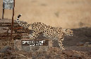 Cheetah%20%20w%2055mph%20sign-048471%20RAW